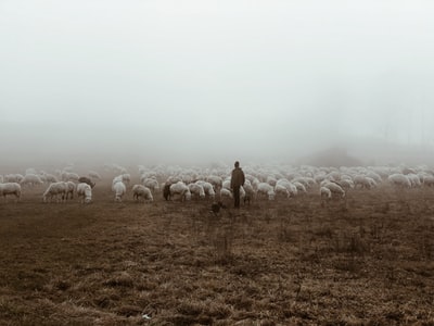 The man standing near the group of lamb
